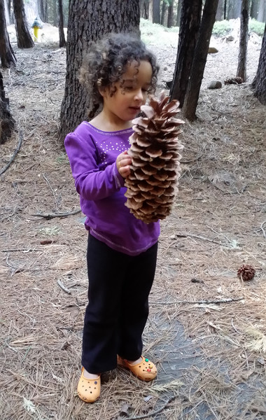 Family Traditions: See The Forest For The Trees